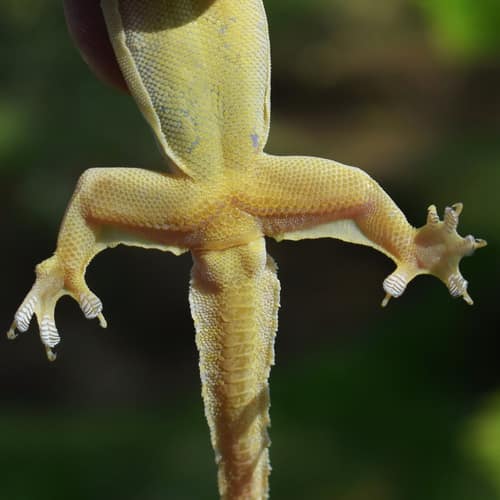 Flat-tailed House Gecko reference