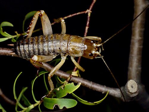 Banks Peninsula Tree Weta reference