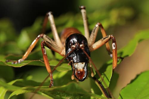 Auckland Tree Weta reference