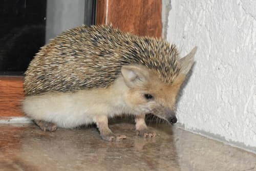 Long-Eared Hedgehog reference