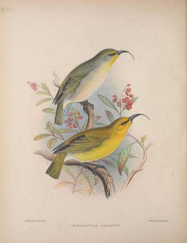 Kauai Nukupuu reference