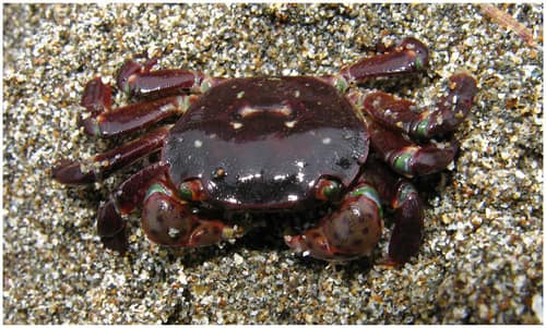 Purple Shore Crab reference