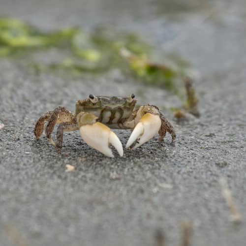 Yellow Shore Crab reference