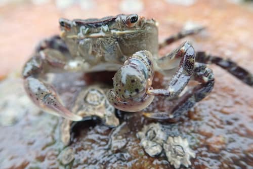 Asian Shore Crab reference