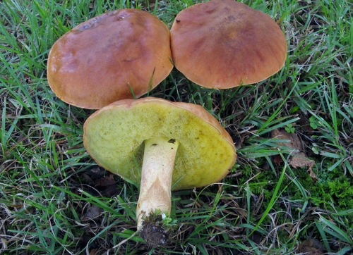 Subglabrous Bolete reference