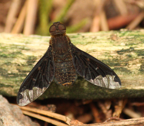 Sinuate Bee Fly reference