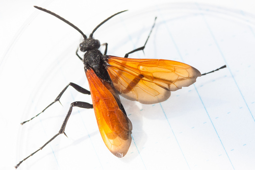 Western Tarantula Hawk reference