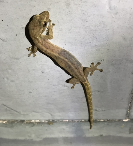Indopacific Tree Gecko reference