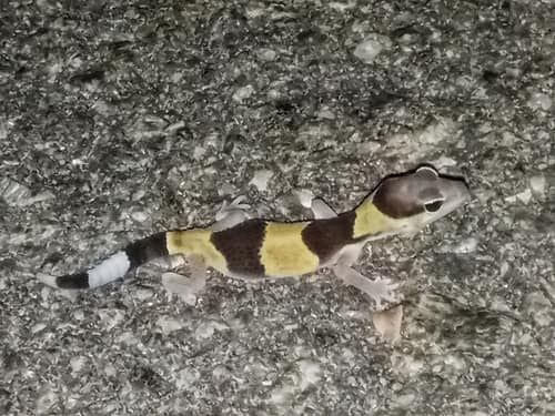 African Fat-Tailed Gecko reference