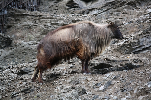 Himalayan Tahr reference