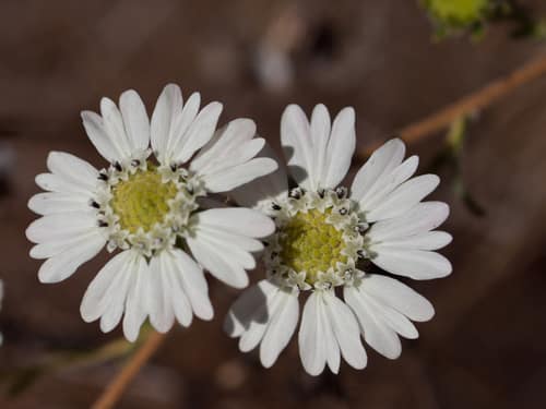Hayfield Tarweed reference