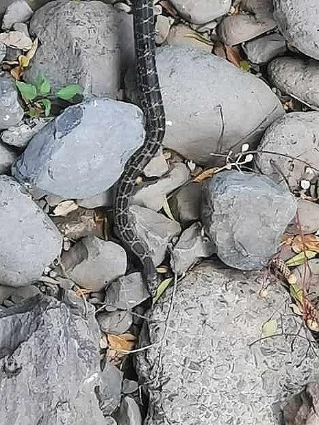 Horseshoe Whip Snake reference