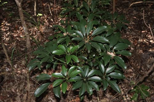 Dwarf Umbrella Tree reference