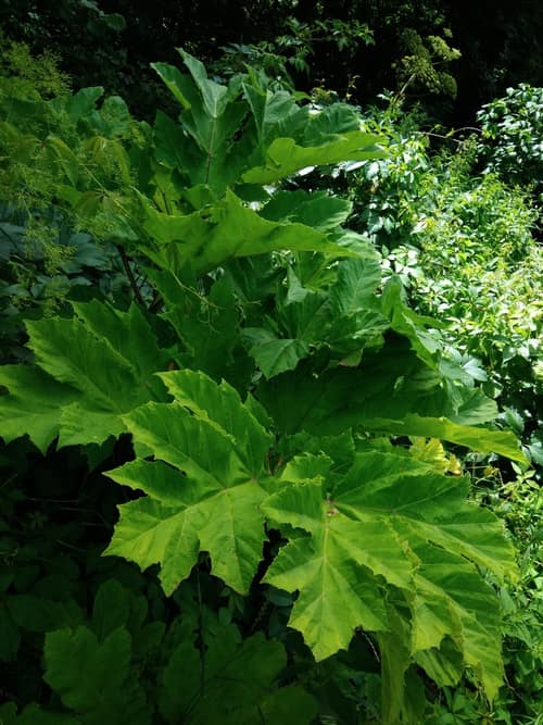 Giant Hogweed reference