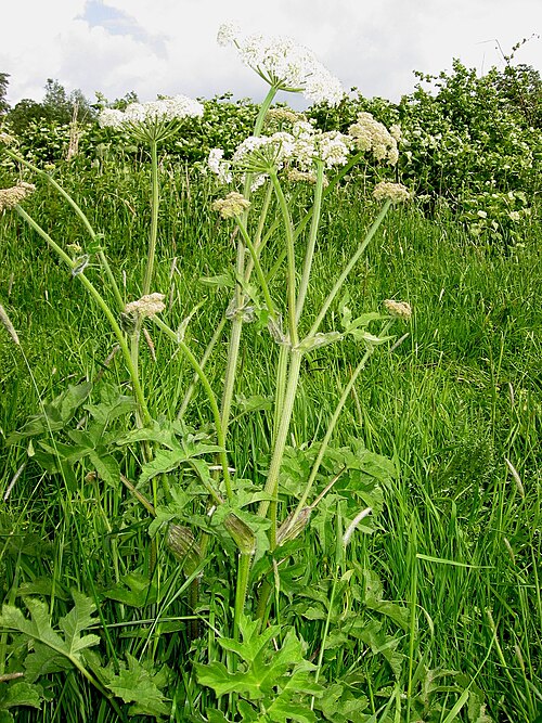 Common Hogweed reference