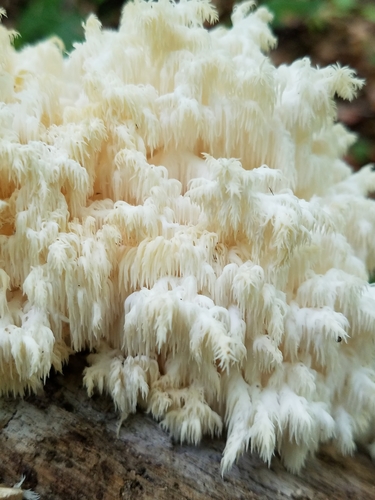 Bear's Head Tooth Fungus reference