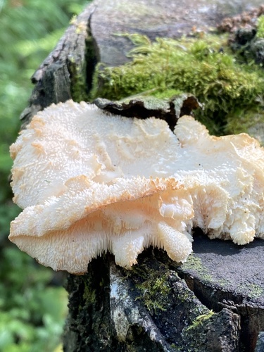 Tiered Tooth Fungus reference