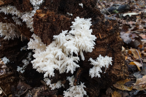 Coral Tooth Fungus reference