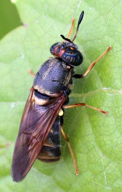 Golden-haired Soldier Fly reference