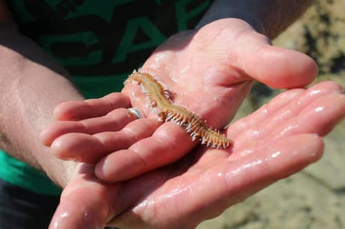 Bearded Fireworm reference