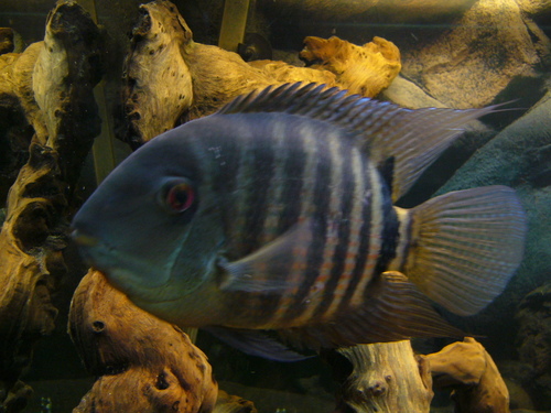 Banded Cichlid reference