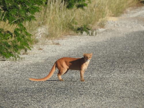 Jaguarundi reference