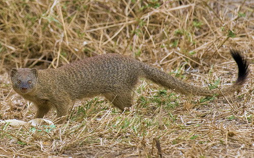 Slender Mongoose reference