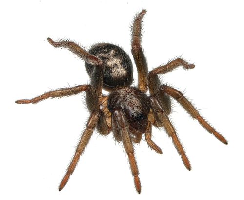 Eastern Parson Spider reference