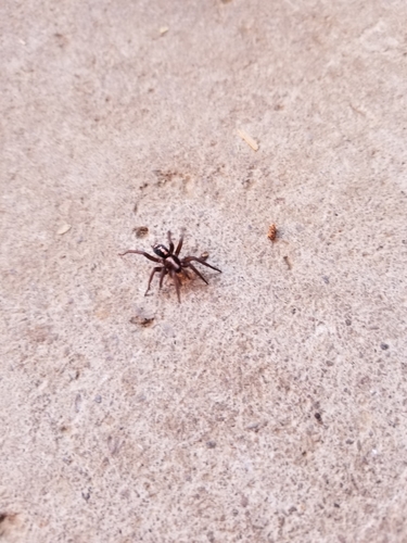 Western Parson Spider reference