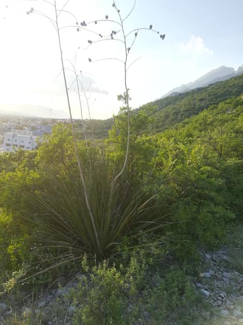 Coahuilan Giant Yucca reference