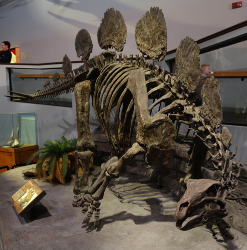 Hesperosaurus reference