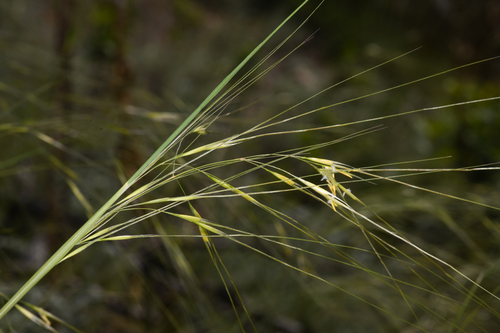 Needle-and-Thread Grass reference