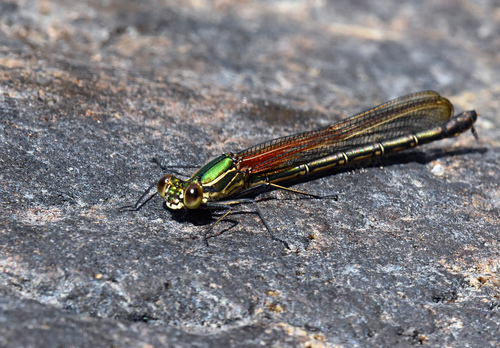 American Rubyspot reference