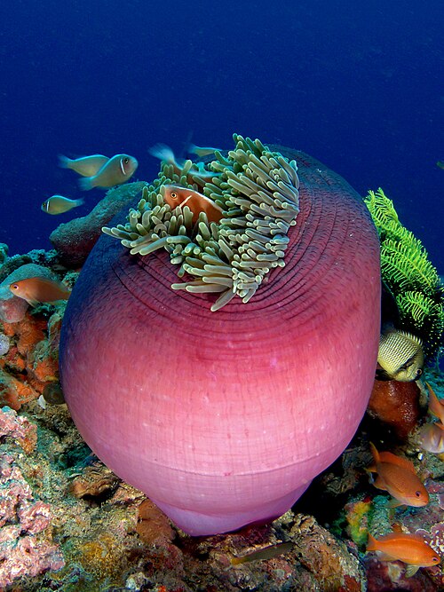 Magnificent Sea Anemone reference