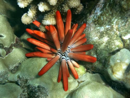 Slate Pencil Urchin reference