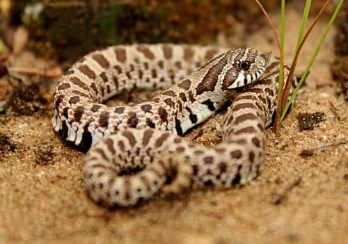 Plains Hognose Snake reference