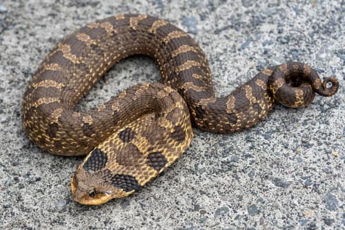 Eastern Hognose Snake reference