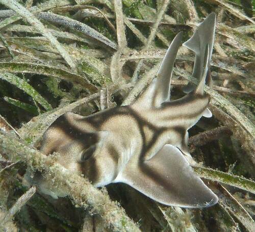 Port Jackson Shark reference