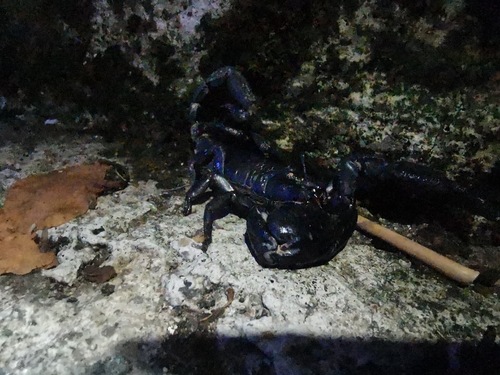 Giant Asian Forest Scorpion reference