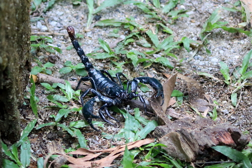Asian Forest Scorpion reference
