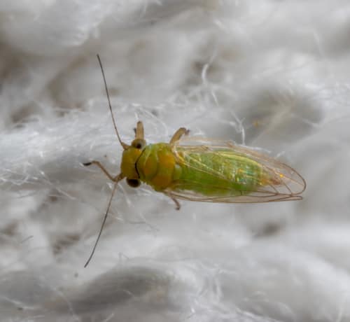Leucaena Psyllid reference