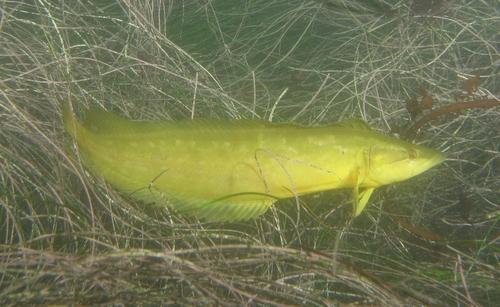 Giant Kelpfish reference