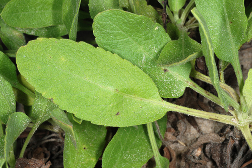 Camphorweed reference
