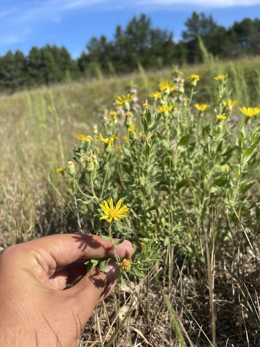 Hairy False Goldenaster reference