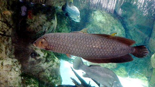 African Arowana reference
