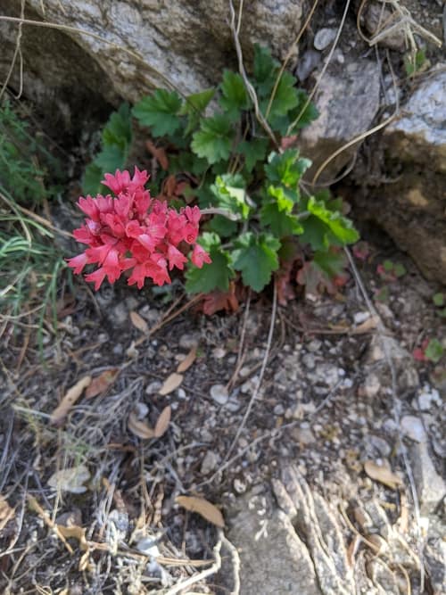 Coral Bells reference
