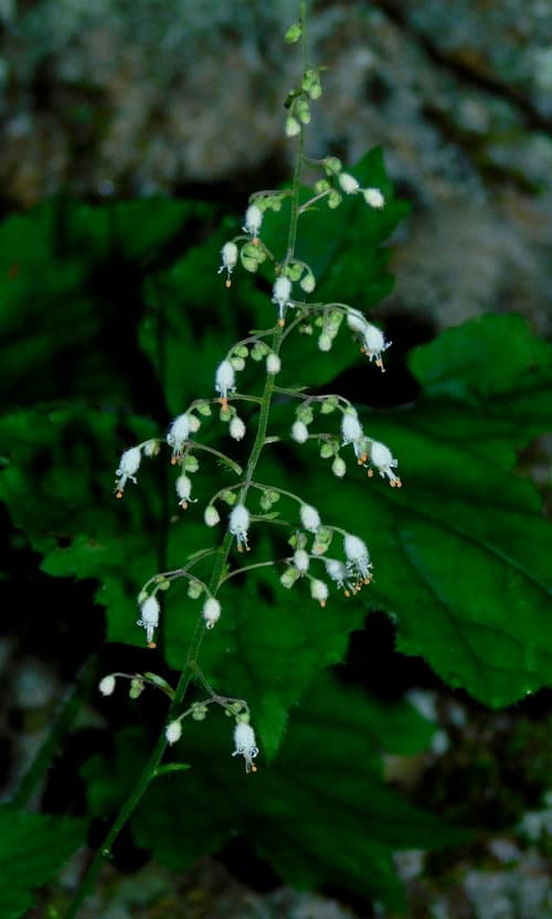 Hairy Alumroot reference