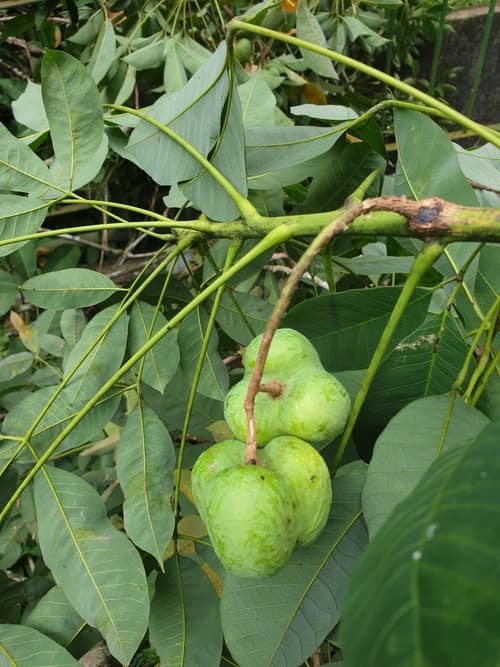 Rubber Tree reference
