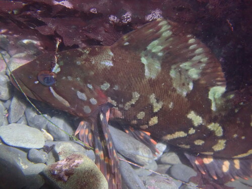 Rock Greenling reference