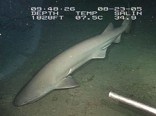 Bluntnose Sixgill Shark reference